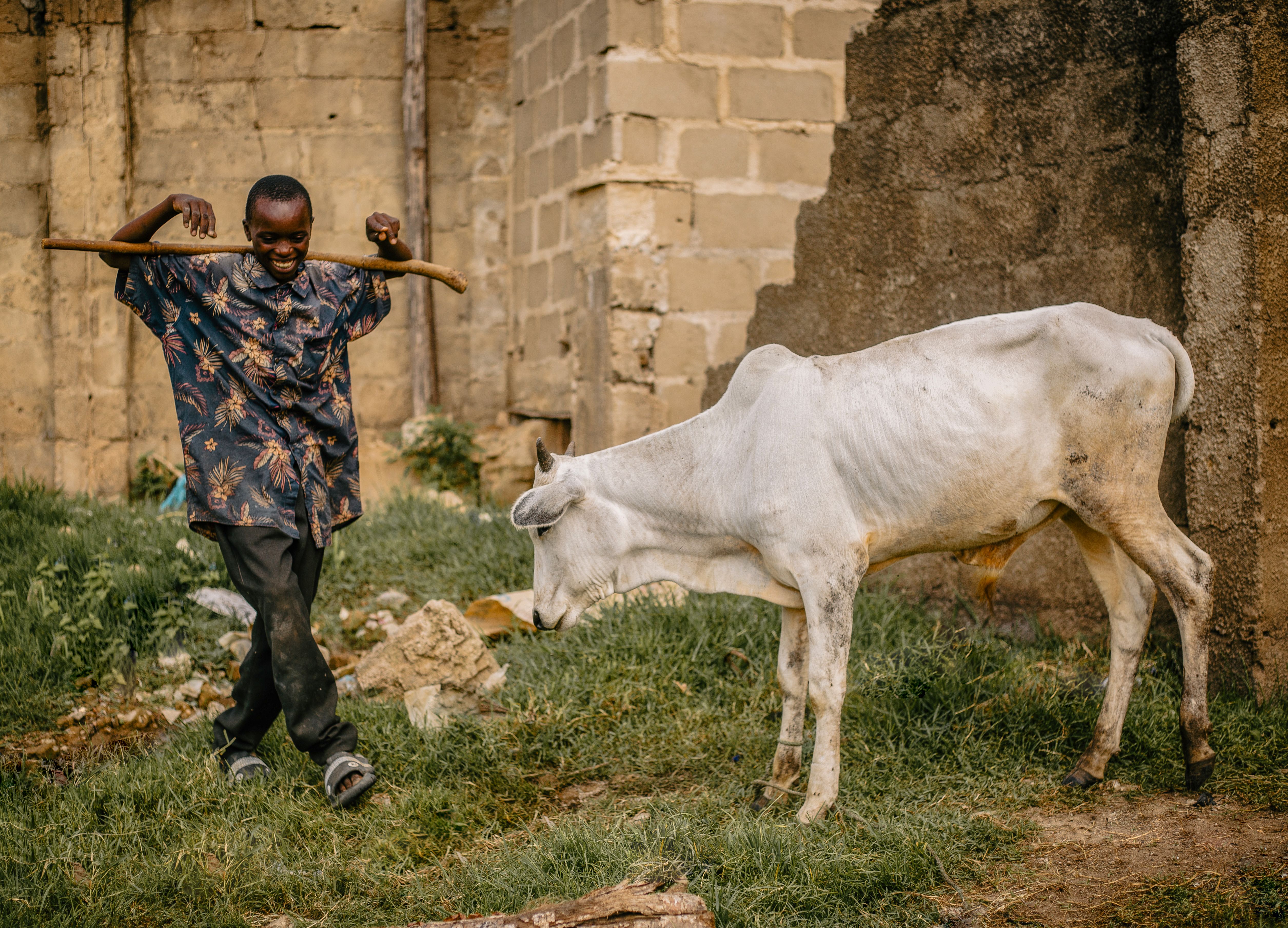 Joseph with her new cow
